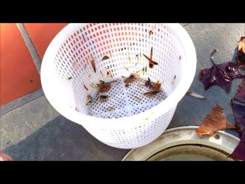 How to Clean Your Pool Skimmer Basket
