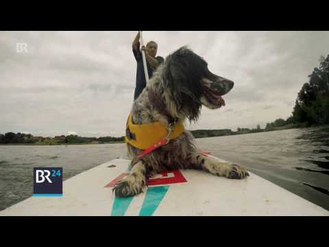 Stand Up Paddling mit Hund: Training auf dem Wasser | BR24