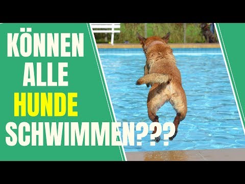 Wie bringe ich meinem Hund das Schwimmen bei? Tipps für vierbeinige Schwimmanfänger