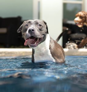 Hundepool-Beitragsbild