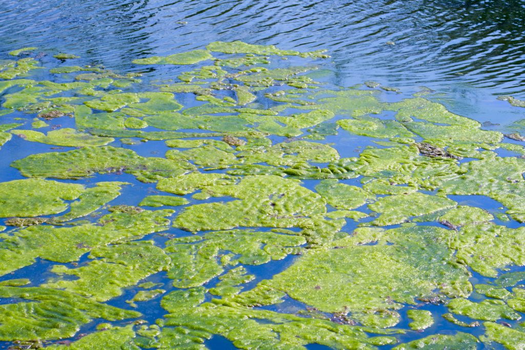 algenvernichter-teich-faq