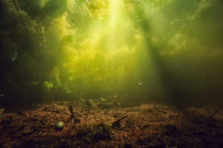 algenvernichter-teich-header