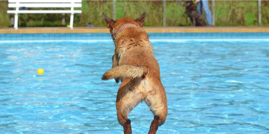 poolzubehör_spielzeug