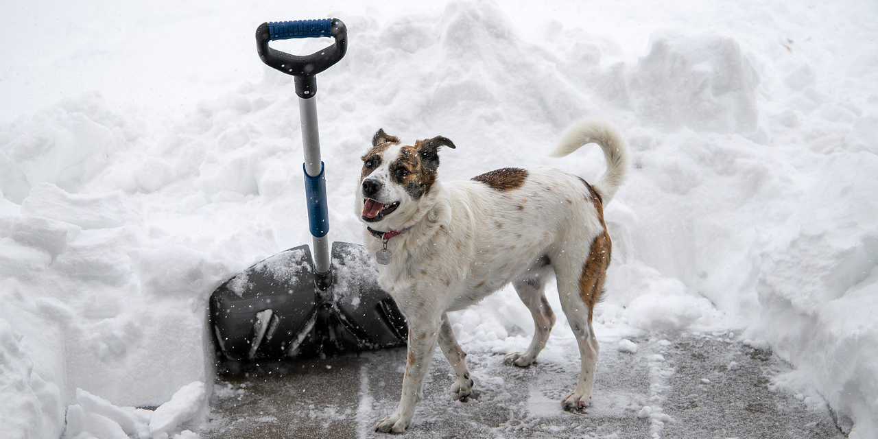 Die besten Schneeschaufeln? (Test & Vergleich 2024)