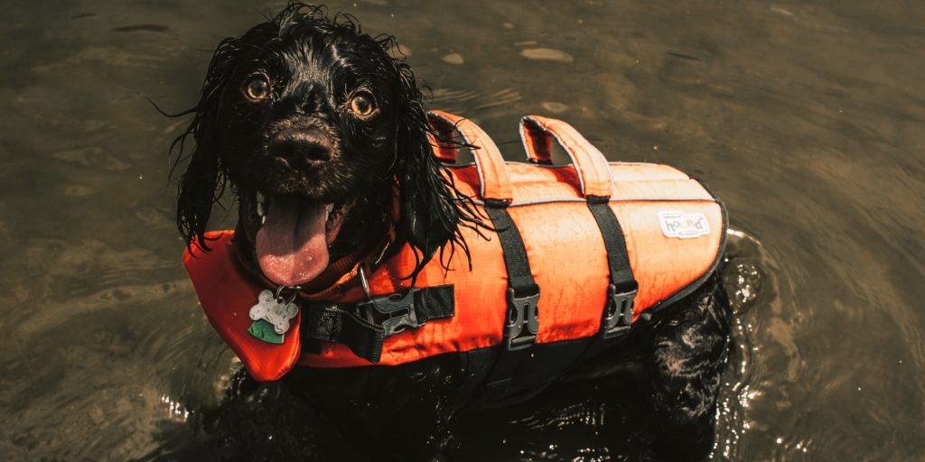 schwimmweste hund