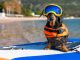 stemax-wild-dog-header
