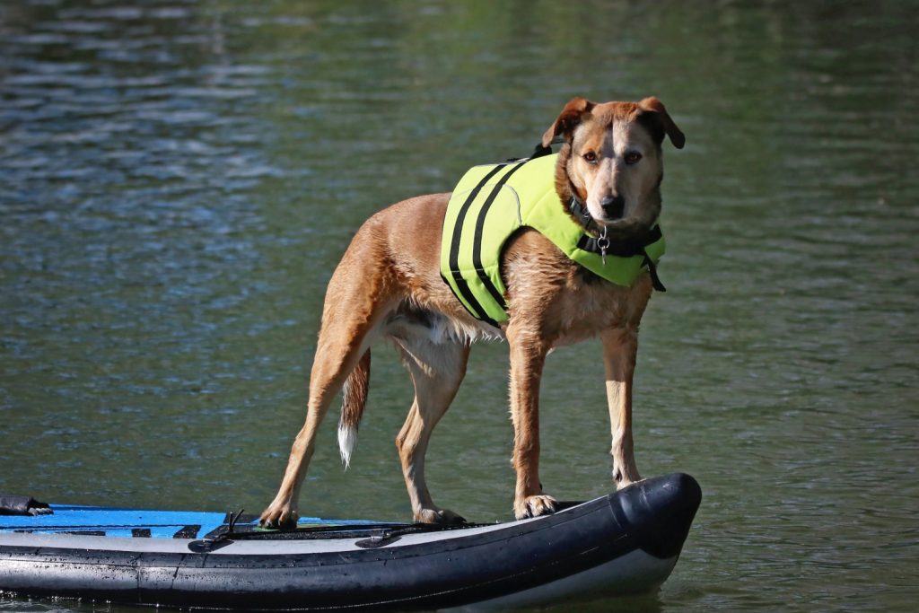 stemax-wild-dog-oberflaeche