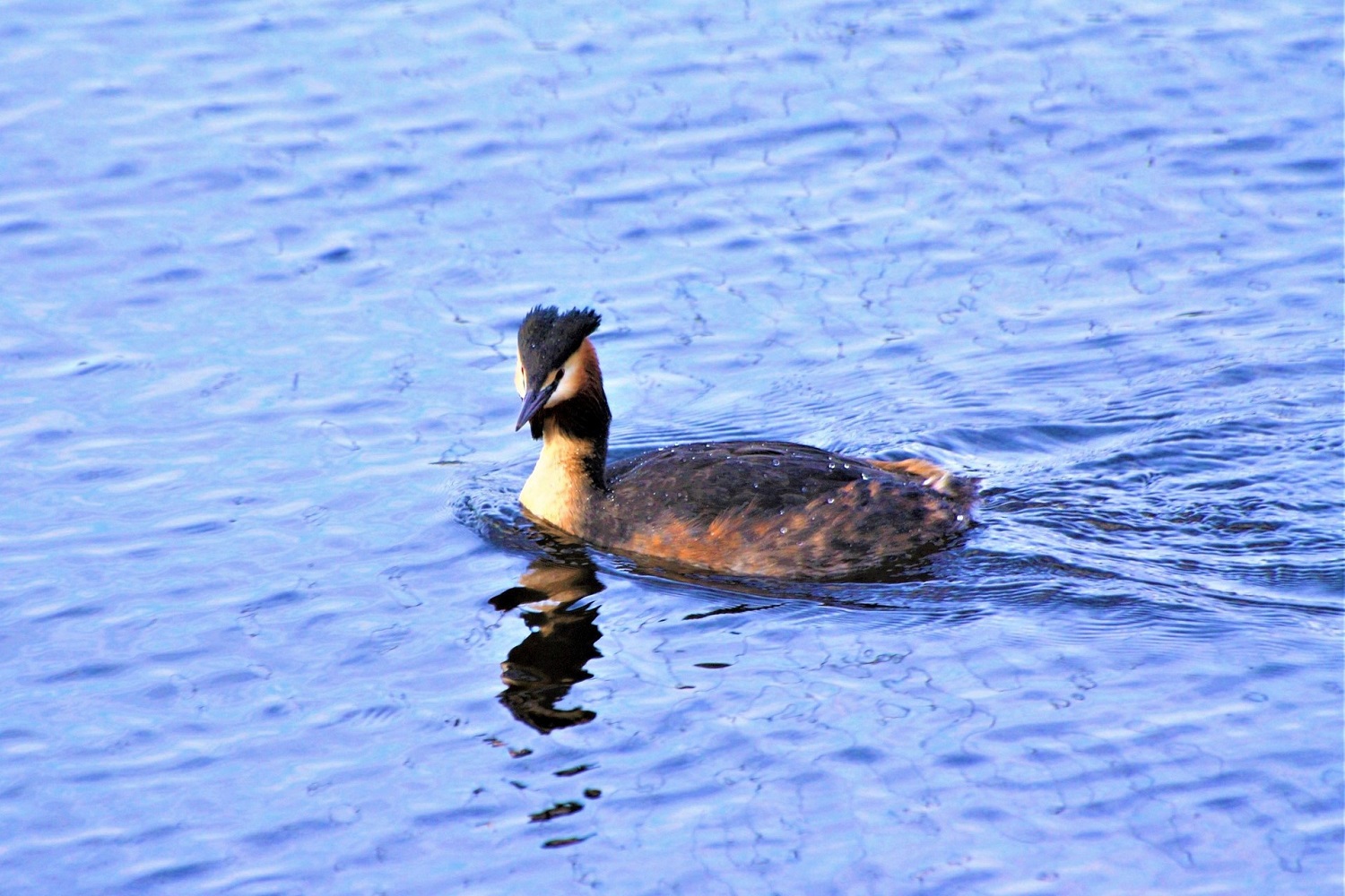 sup-alster Kuhmühlenteich