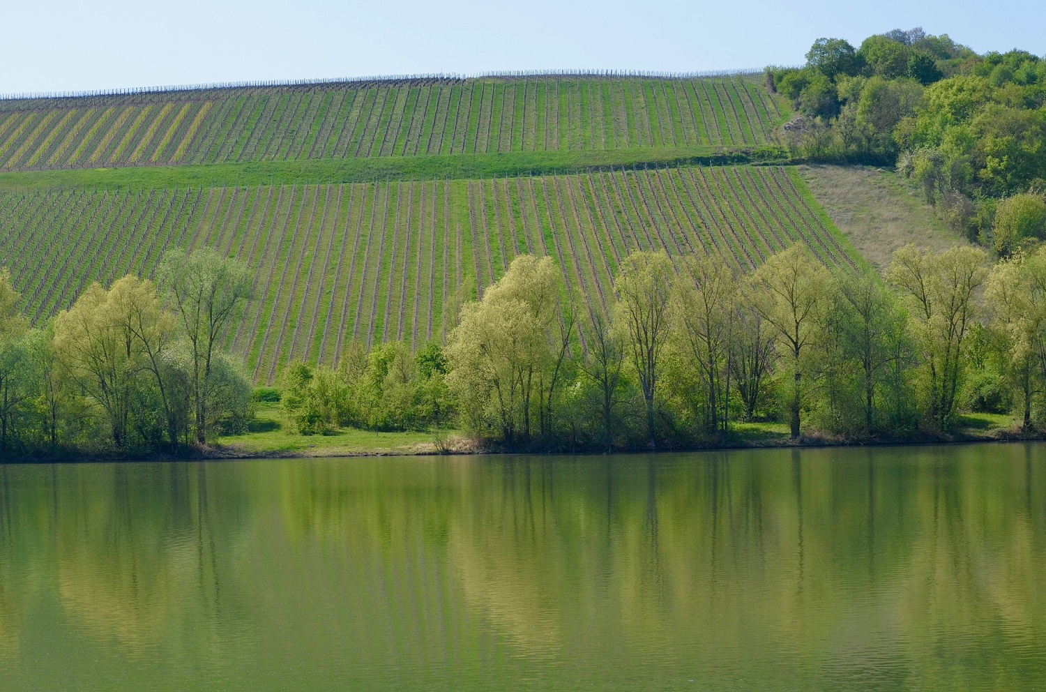 sup-main thüngersheim