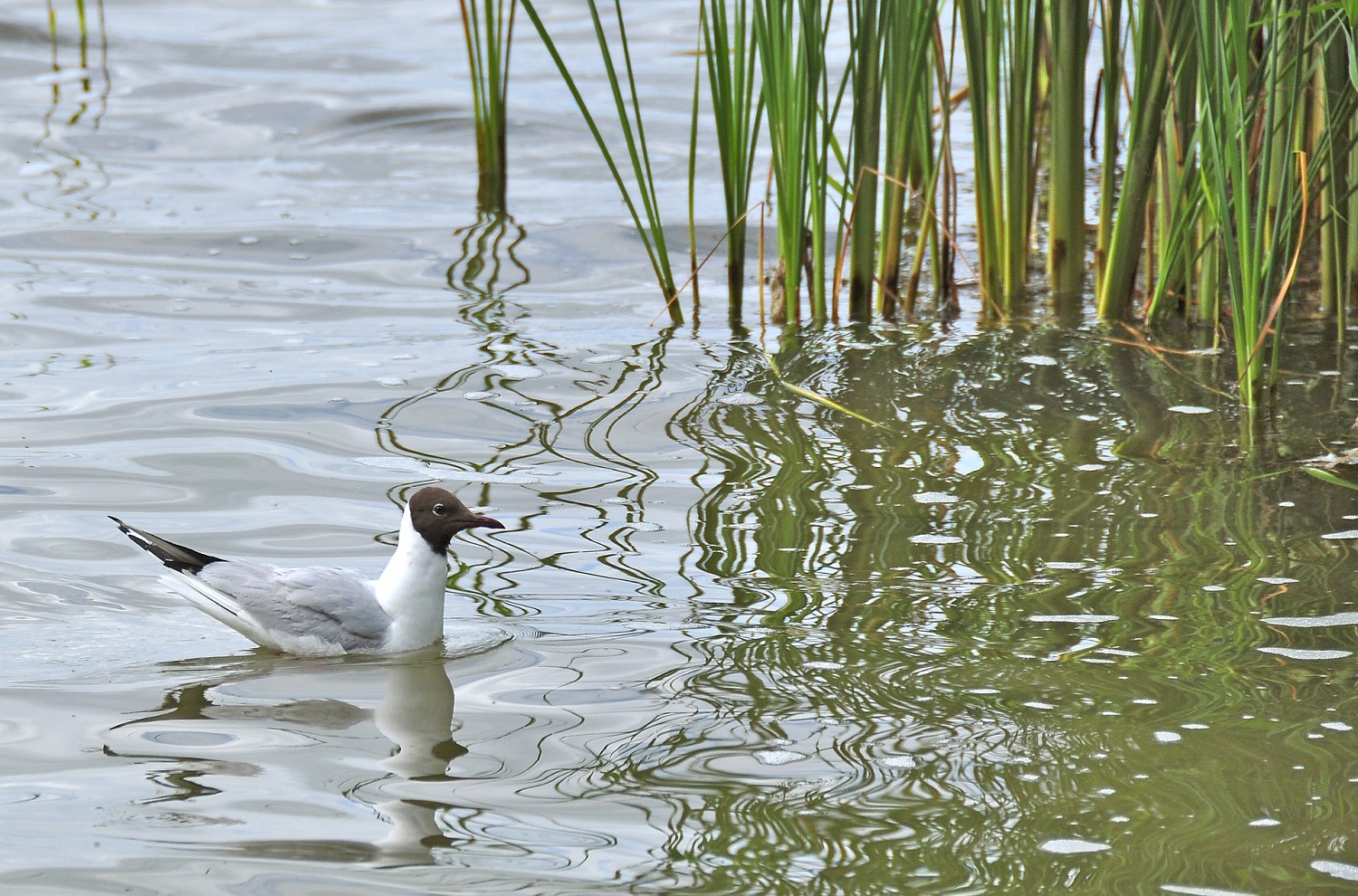 sup-meckpom Fleensee