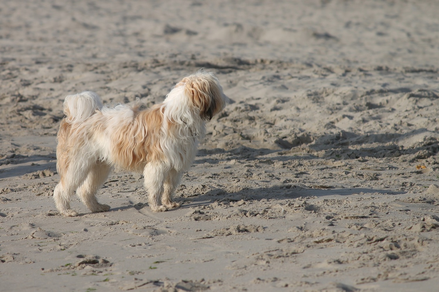 sup-rothsee hundestrand