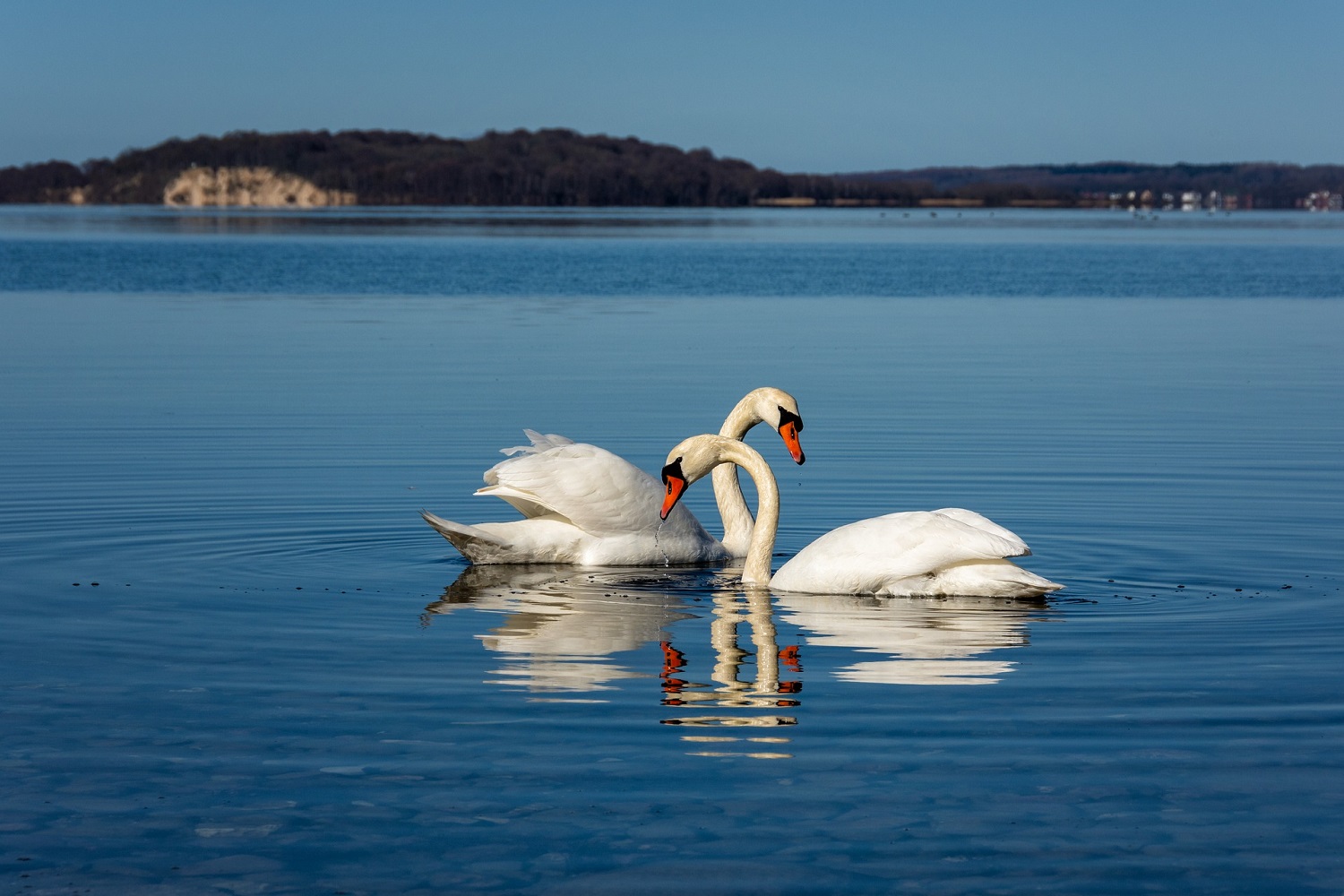 sup-ruegen nordurfer schwäne