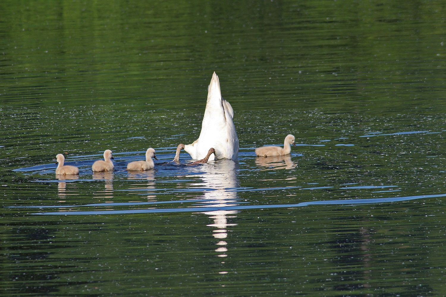 sup-saarland Dillingen