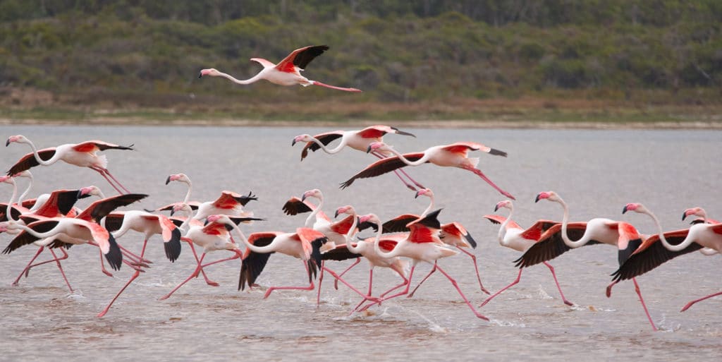 surfen-lernen-spanien-alternative-2-flamencos